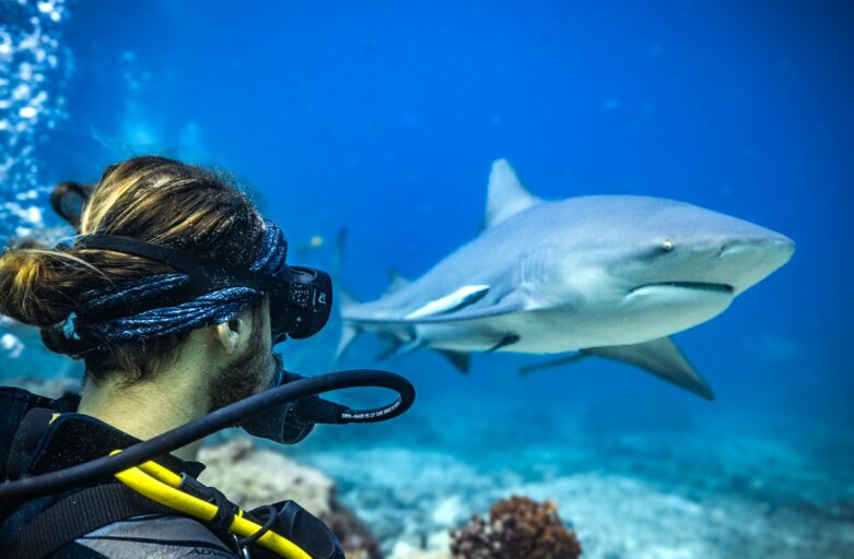 Barefoot Shark Encounters