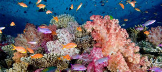 The importance of the Great Sea Reef