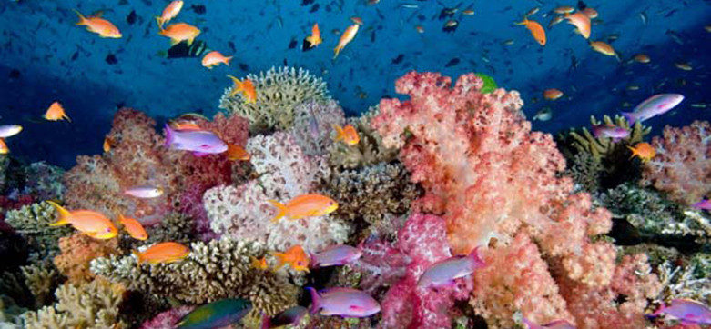 FHTA Tourism Talanoa: How Fiji Can Lead on Reef Insurance
