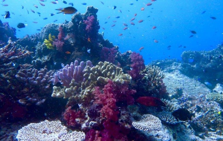 Dive Academy Fiji