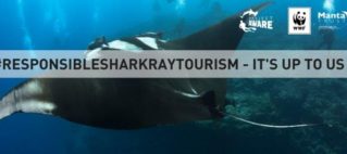 shark-ray_cover