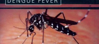 2 More Die As Dengue Cases Increase By 558 In 2 Weeks