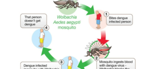 Partnership To See People Protected From Mosquito-Borne Diseases