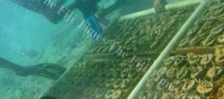 Coral restoration program to address bleaching