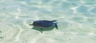 Hefty penalties for breach of turtle regulations!