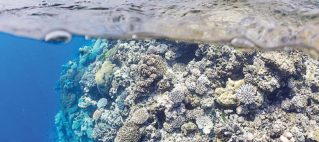 Mangrove concern and commitment to Oceans and Coral health questioned