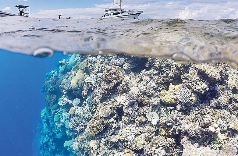 Mangrove concern and commitment to Oceans and Coral health questioned
