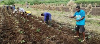 Pacific governments encourage local food production