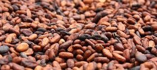 Chocolate made from Fiji cocoa available in Paris