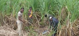 Asian Labourers to harvest sugarcane in Fiji