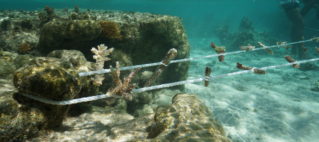 Media Release: Successful ‘Our Ocean Guardians’ Programme Initiative  launches at INTERCONTINENTAL FIJI GOLF RESORT & SPA