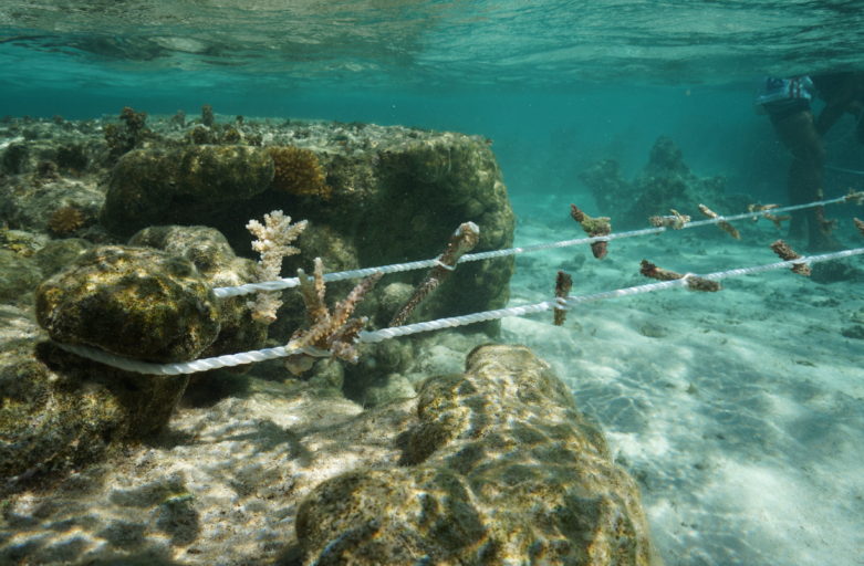 Media Release: Successful ‘Our Ocean Guardians’ Programme Initiative  launches at INTERCONTINENTAL FIJI GOLF RESORT & SPA