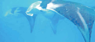 Estimated $220,080 revenue generated in 2015 by Manta Channel snorkel trips