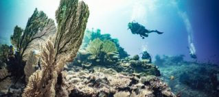 Diving the Somosomo Strait