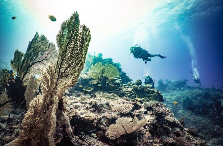 Diving the Somosomo Strait