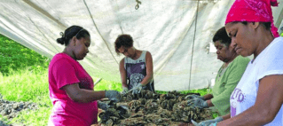 J Hunter Pearls Fiji Leads The Way In Sustainable Luxury
