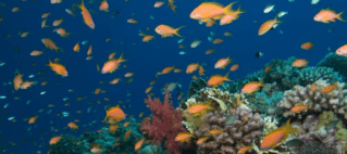 Policy To Feature Conservation And Sustainable Efforts