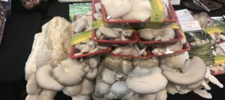 Mushroom Import Could Drop By 2020