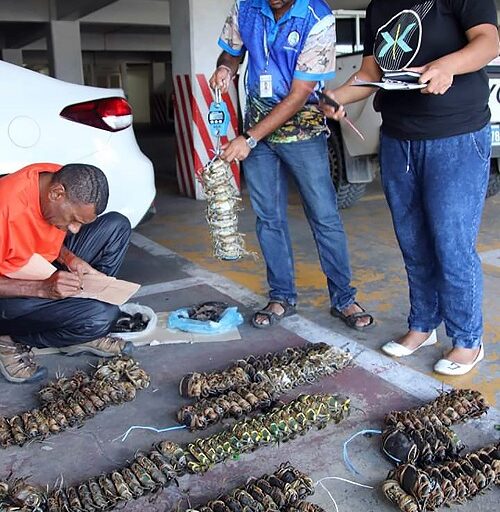 Vendors warned to refrain from selling undersized crabs
