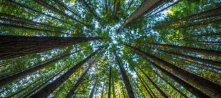Are airline carbon offset programmes really effective? – the US perspective