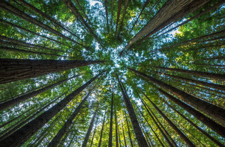 Are airline carbon offset programmes really effective? – the US perspective