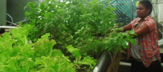 Aquaponics the way forward for agriculture