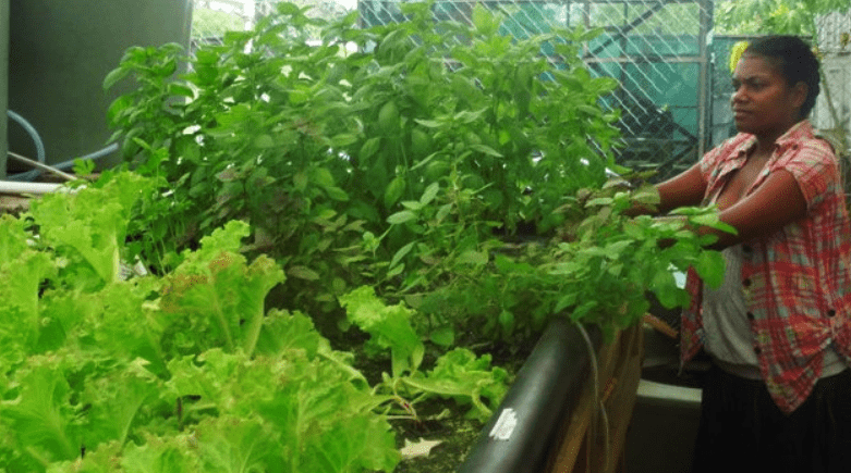 Aquaponics the way forward for agriculture