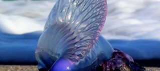 Expect ‘abundance of jellyfish’ around Fiji
