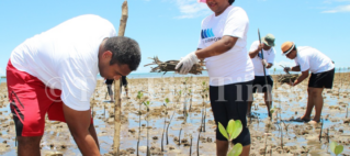 3500 mangrove seedlings planted in Lautoka