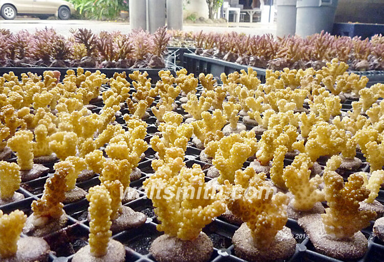 Walt Smith International (Fiji) Ltd