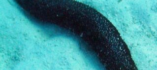 Beche-de-mer ban still in place