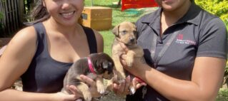 Giving Back to the Community – Donations to Animals Fiji Shelter