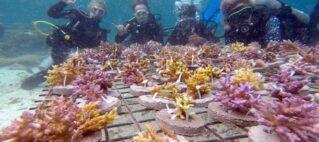 FHTA Sustainable Tourism: Dive Academy Fiji Keeping The Ocean Pollution Free
