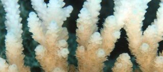Call for Reports: Help Monitor Coral Bleaching in Your Dive Area