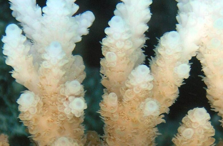 Call for Reports: Help Monitor Coral Bleaching in Your Dive Area