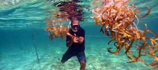 Sustainable Seaweed Farming at Dive Academy Fiji