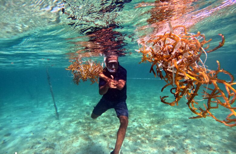 Sustainable Seaweed Farming at Dive Academy Fiji