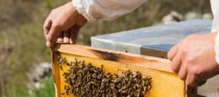 Buzzing with Excitement: InterContinental Fiji’s Bee-Hive Tour & Tea