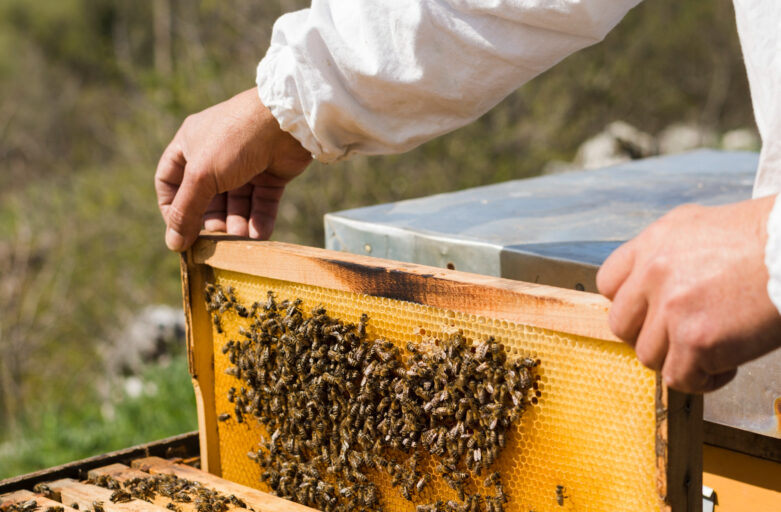 Buzzing with Excitement: InterContinental Fiji’s Bee-Hive Tour & Tea
