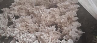 DoubleTree Fiji Embraces Sustainable Innovation with Mushroom Farming Initiative