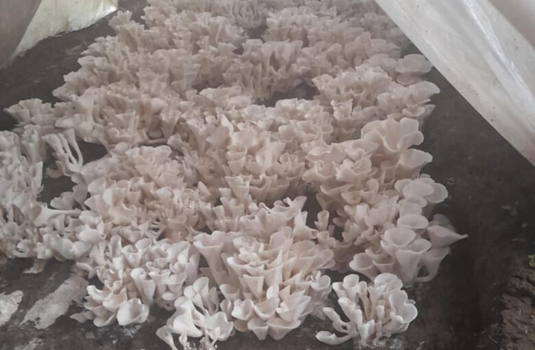 DoubleTree Fiji Embraces Sustainable Innovation with Mushroom Farming Initiative
