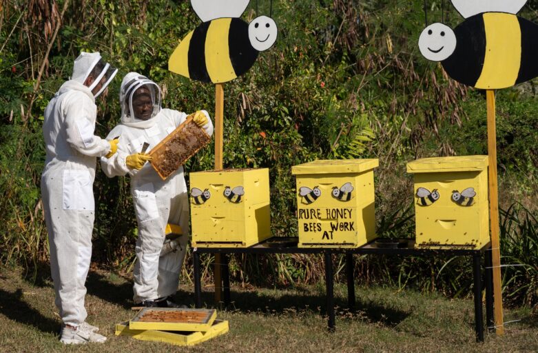 InterContinental Fiji marks World Bee Day with month-long programme